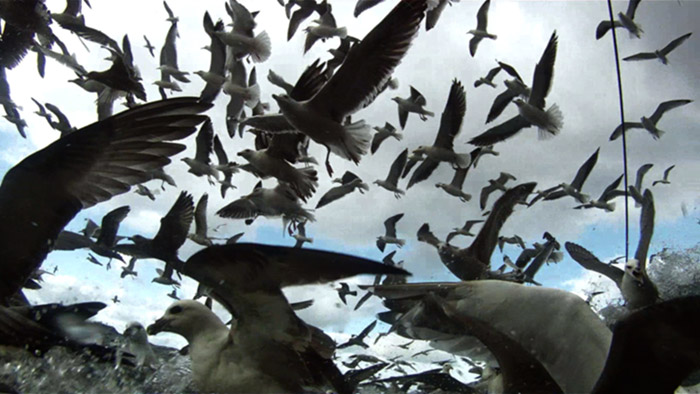 Flocks of birds cover the sky