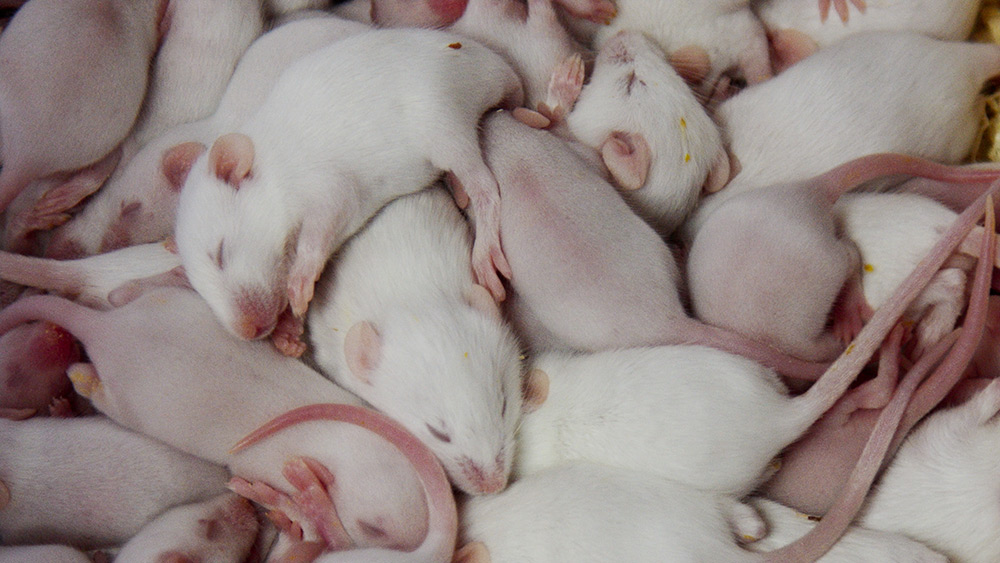 Young white rats intertwined in a sleeping mound