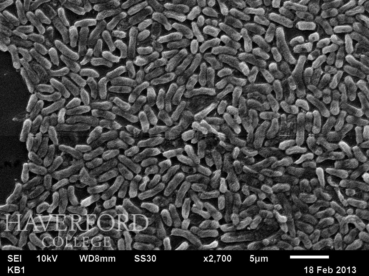 Scanning electron microscopy thesis