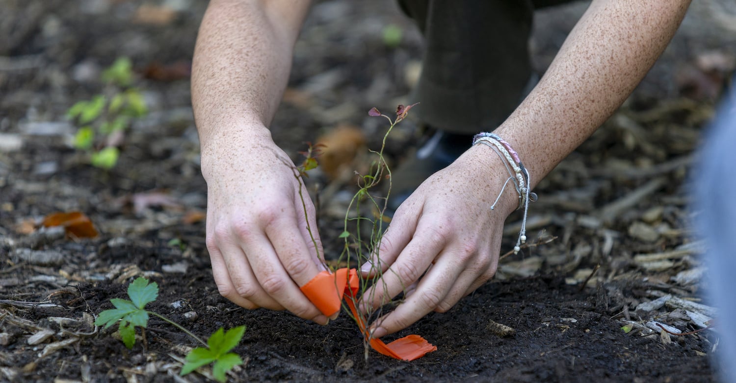 hands tying an orange ribbon around a blueberry bush sapling being planted in the earth