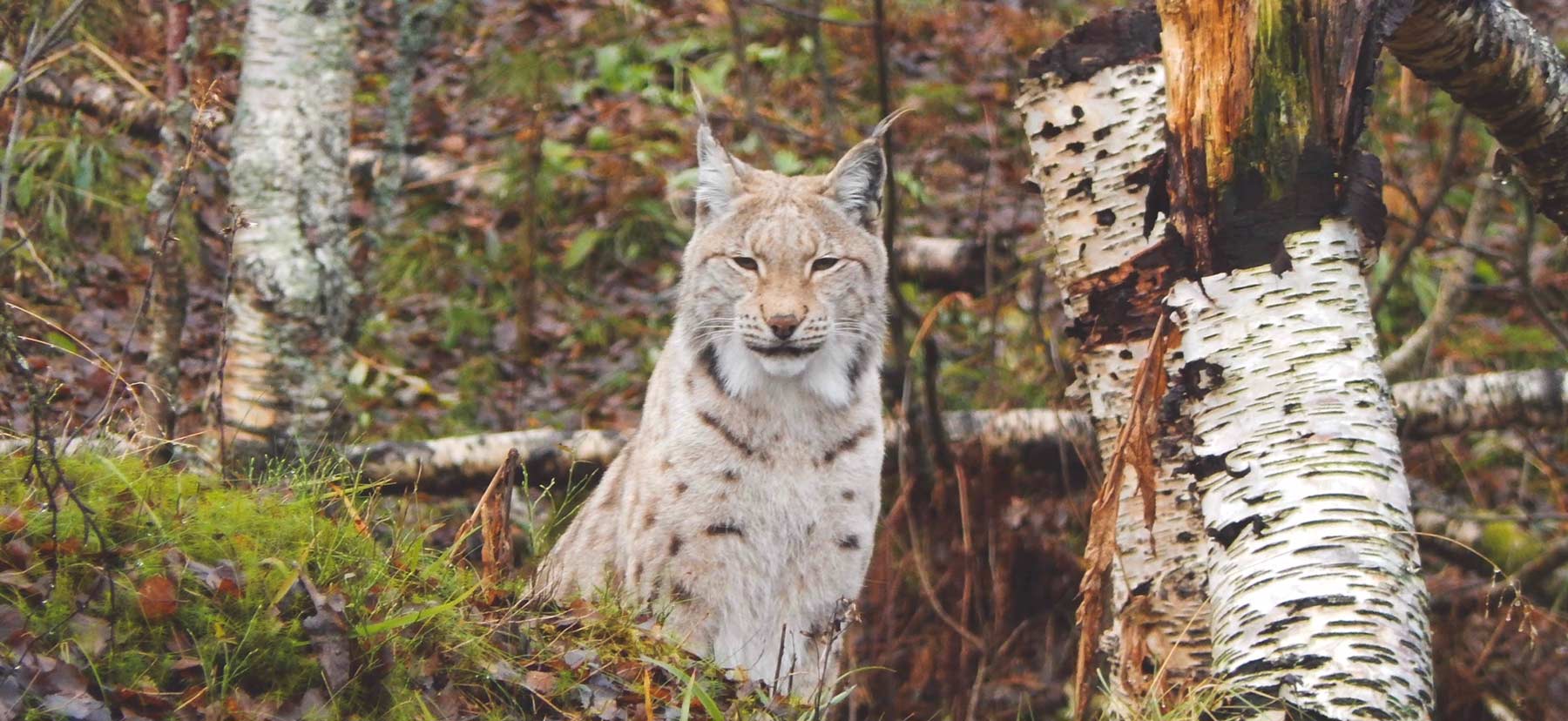 A Lynx stares down the camera from amidst the trees