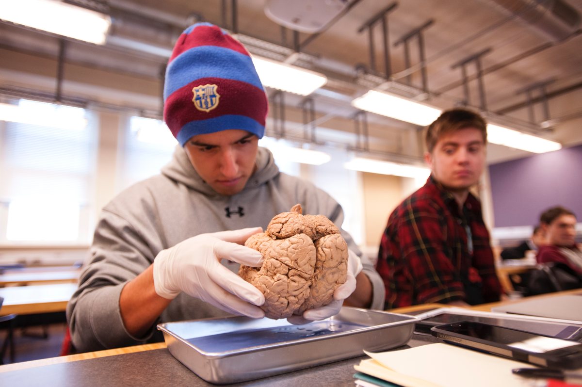 Senior Sergio Fernandez examines a human brain in Neurobiology of Sexual Behavior class 