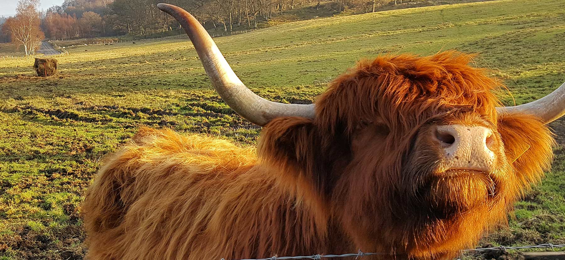 Close up of an adorable ginger hairy cow