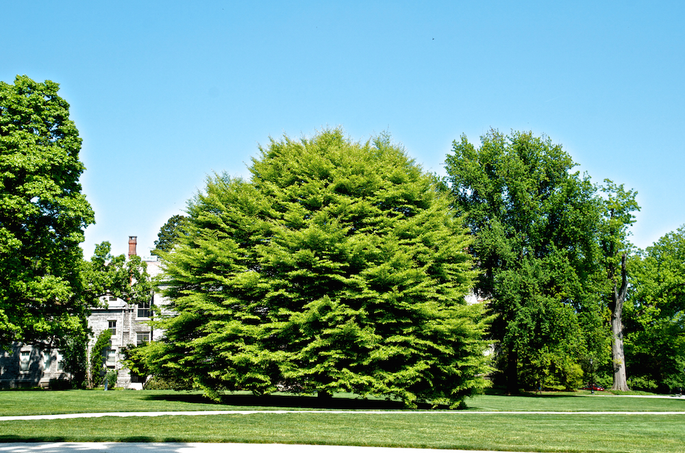 haverford college tree tour