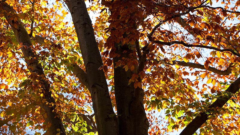 The nature trail in fall