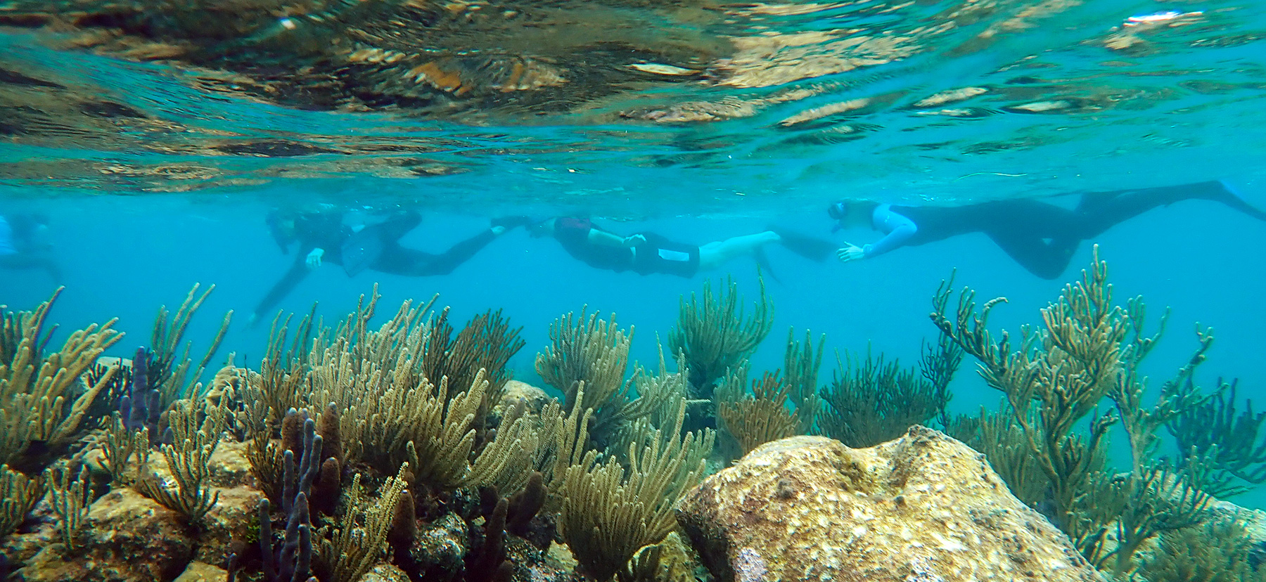 Several students snorkeling in clear turquoise waters of the Caribbean 