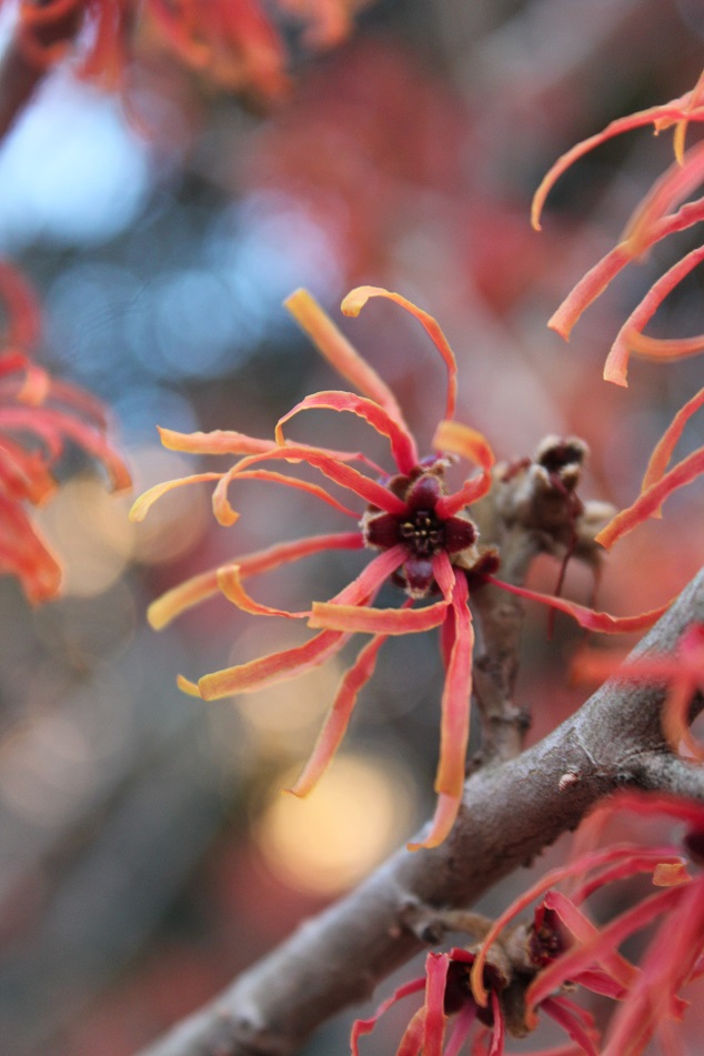 Witch hazel