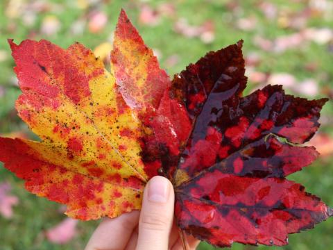 Two red, yellow, and black speckled leaves