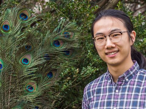 Yuchao Wang '20 poses with peacock feathers, the focus of his research
