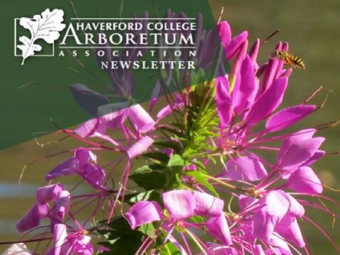 Spring 2019 Arboretum Newsletter - Cleome Bloom