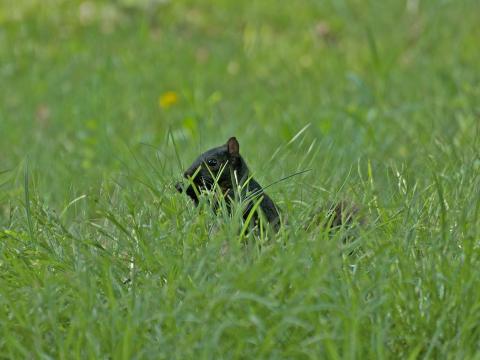 A black squirrel peering out of vibrant green grass