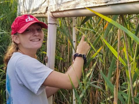 Julia Smeltzer '23 takes measurements of her plant specimens for her research at G-CREW.