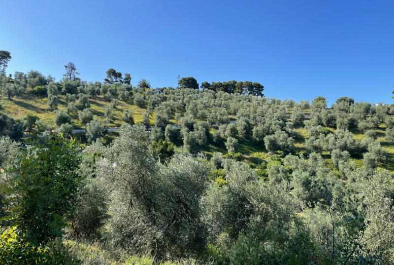 view of clusters of short trees in Italy