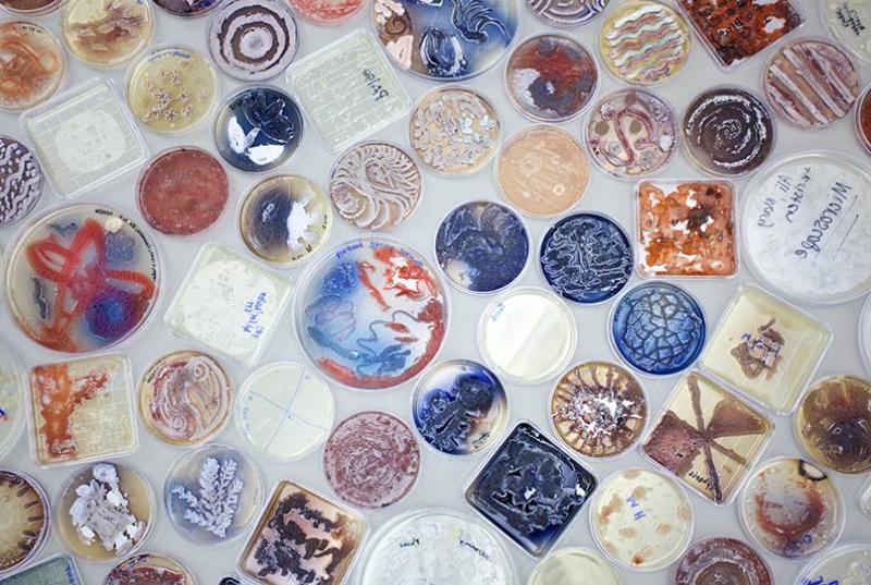 Close up of BioArt Projects