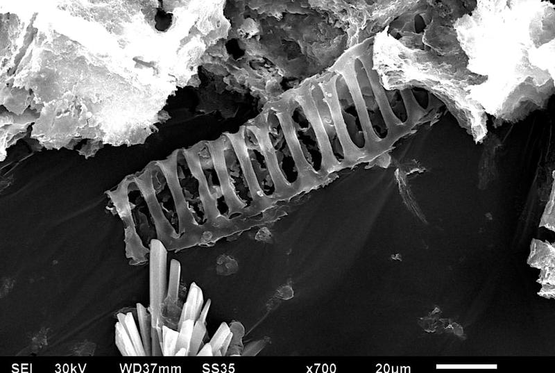 Scanning electron microscopy (SEM) image of ~300 million year old Calamites water transport cells