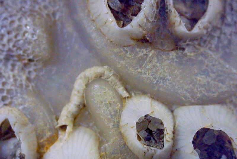 Barnacles on the surface of a plastic bottle