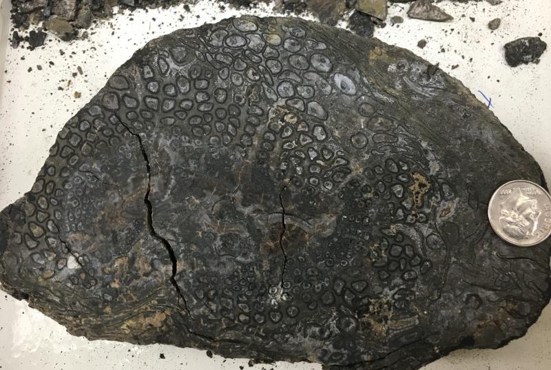 A cross-section of fossilized trunk of a tree fern from 300 million years ago with a shiny quarter placed on top for scale
