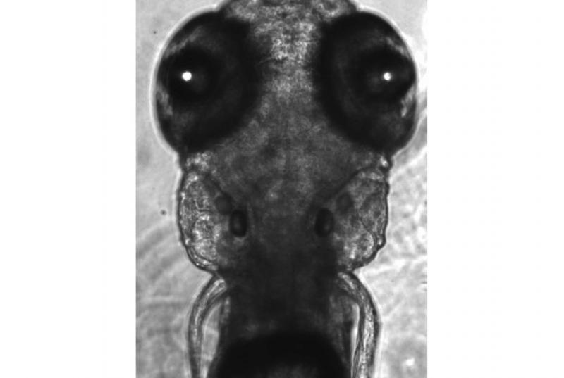 A black-and-white image of a zebrafish larvae with its eyes and ears visible