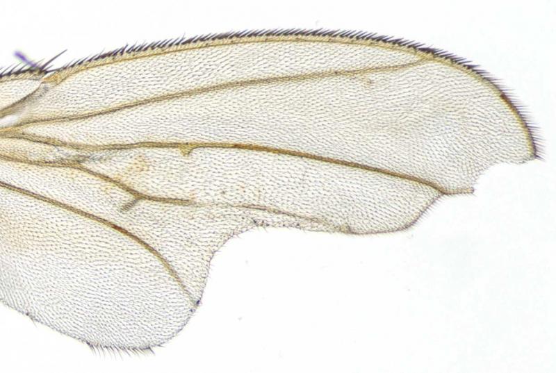 An image of a fly wing with abnormal vein placement