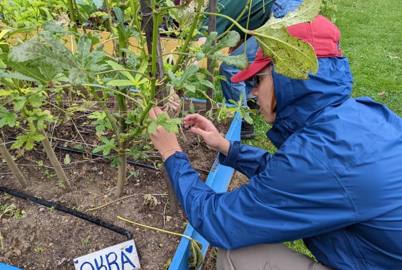 A person in a blue jacket is crouched next to a garden with a sign reading Okra in front