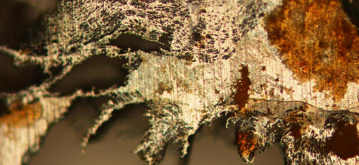 An optical micrograph of corroded stainless steel