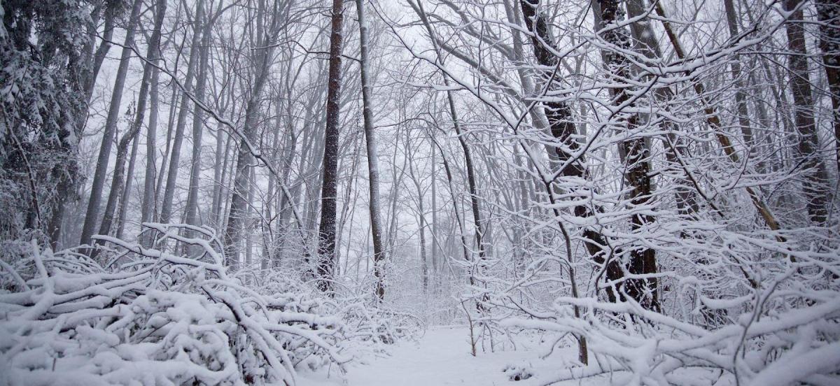 Winter tree walk