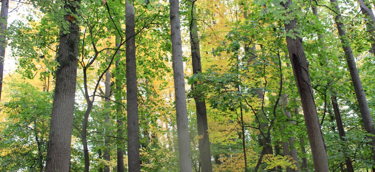 Trees along the nature trail in autumn. Photo: Sheena Dwyer-McNulty '23.
