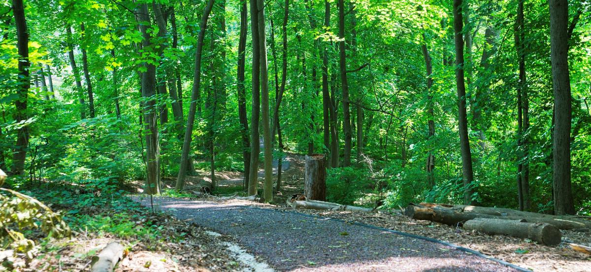 Haverford College Arboretum Nature Trail