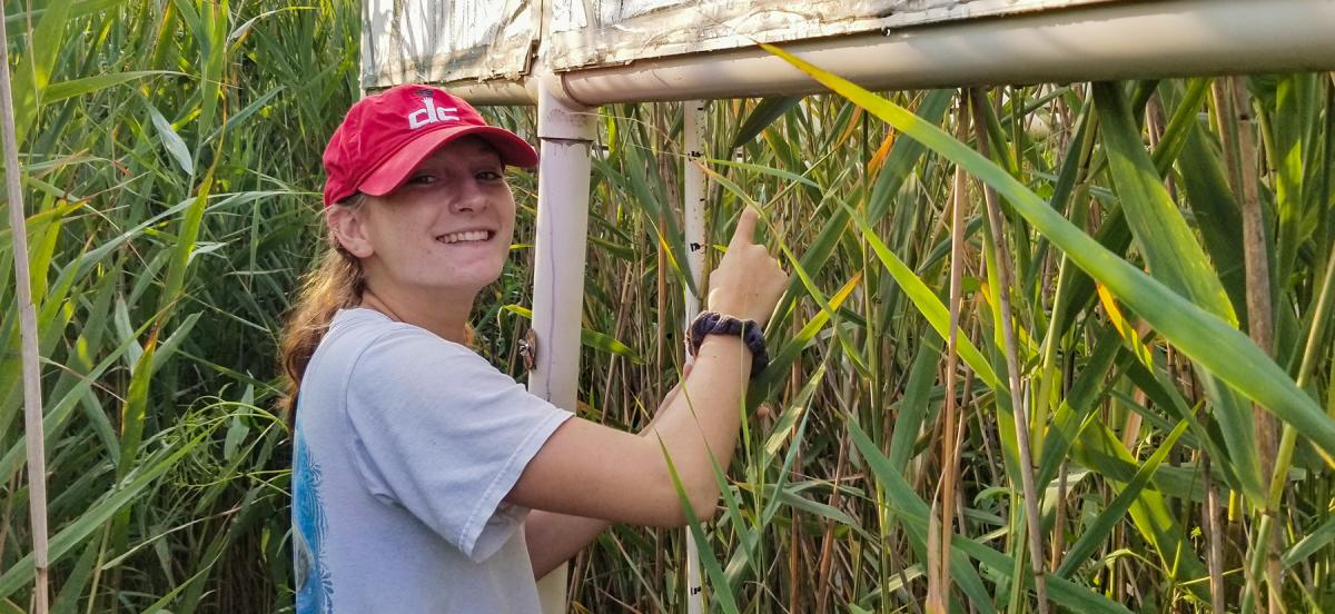 Julia Smeltzer '23 takes measurements of her plant specimens for her research at G-CREW.