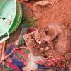 An exhumed skull covered in soil