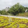 Green roof on top of Kim & Tritton Hall with sedum plants