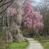 Nature Trail in April - Jennie Ciborowski