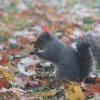 Eastern gray squirrel with an acorn
