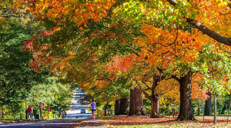 autumn on Haverford's arboretum campus